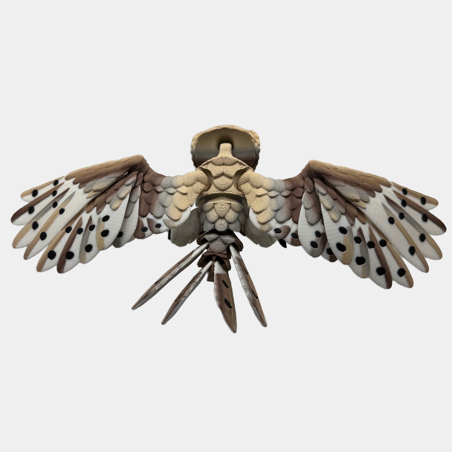 Barn Owl